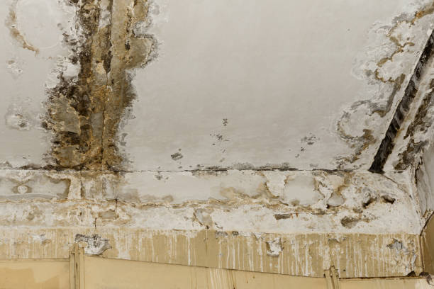 Why You Should Choose Our Mold Remediation Services in Canonsburg, PA